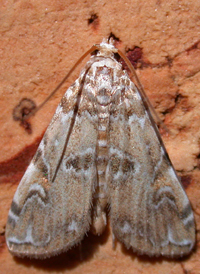 Water-lily Borer